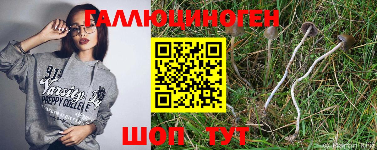 купить закладку  Псилоцибиновые грибы MAGIC MUSHROOMS  Вход с VPN  Хасавюрт  Галлюциногенные грибы MAGIC MUSHROOMS 